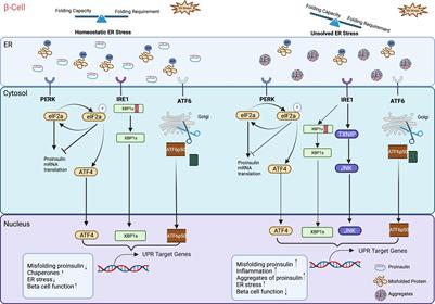 Endoplasmic reticulum stress in pancreatic β-cell dysfunctionality and diabetes mellitus: a promising target for generation of functional hPSC-derived β-cells in vitro